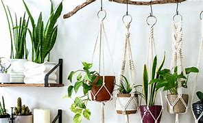 Indoor Plants in a home